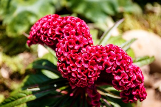 雞冠花