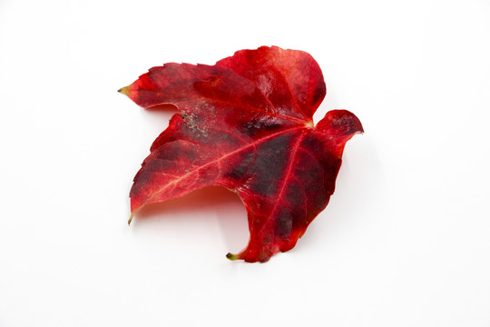 紅葉
