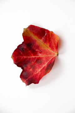 紅葉