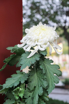 菊花