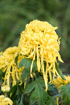 菊花