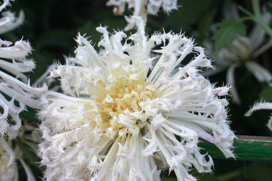 菊花