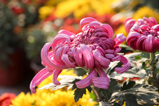 菊花
