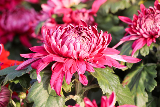 菊花