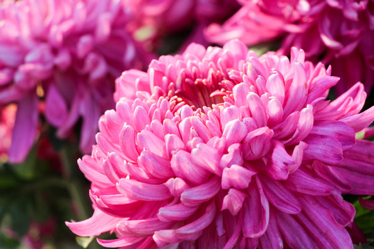 菊花