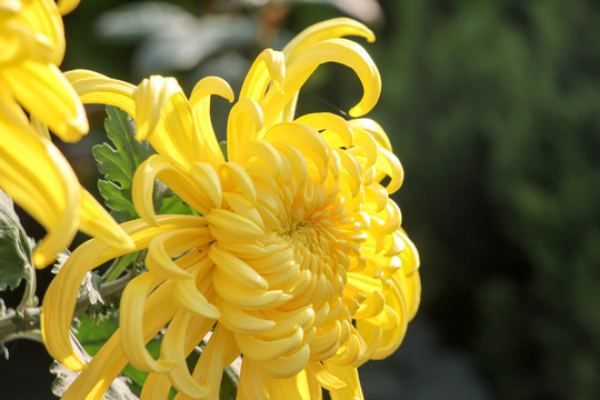菊花
