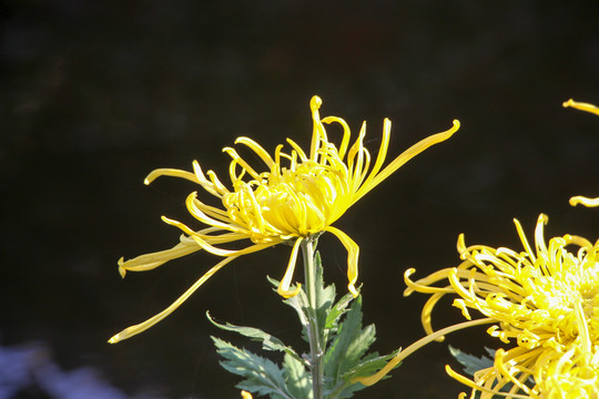 菊花