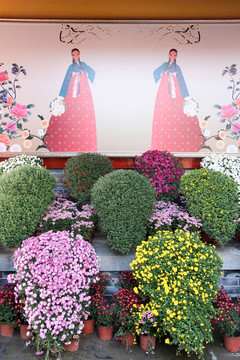菊花