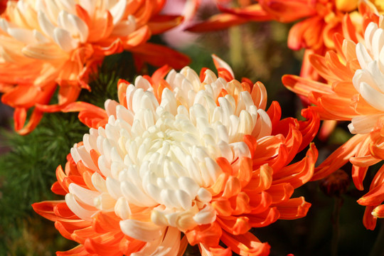菊花
