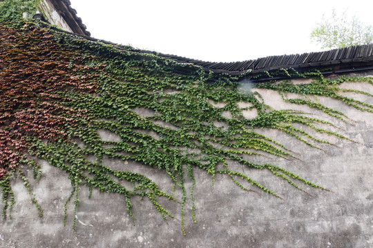 爬山虎 烏鎮(zhèn)