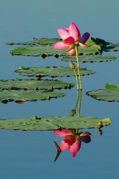 合花