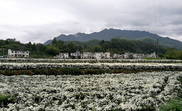 菊花種植