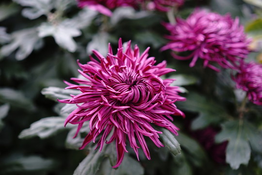 菊花