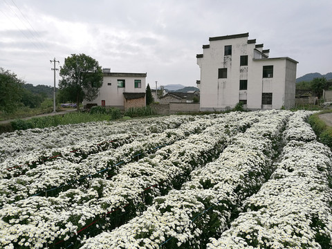 菊花種植