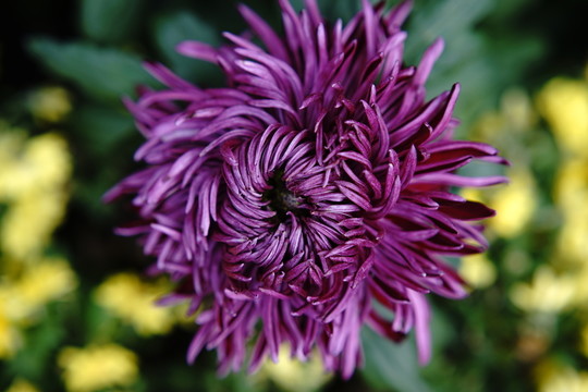菊花