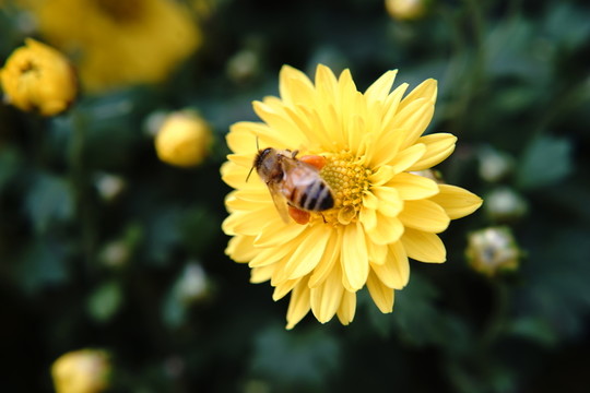 菊花