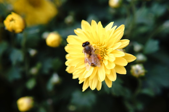 菊花