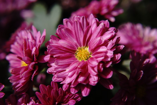菊花