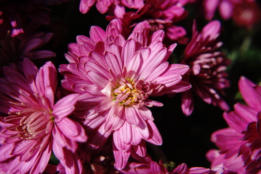 菊花
