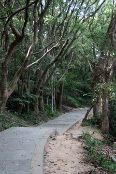 林間小路 普陀山