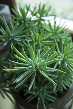 植物