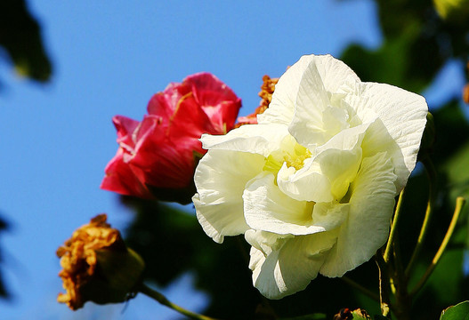 金秋 芙蓉花