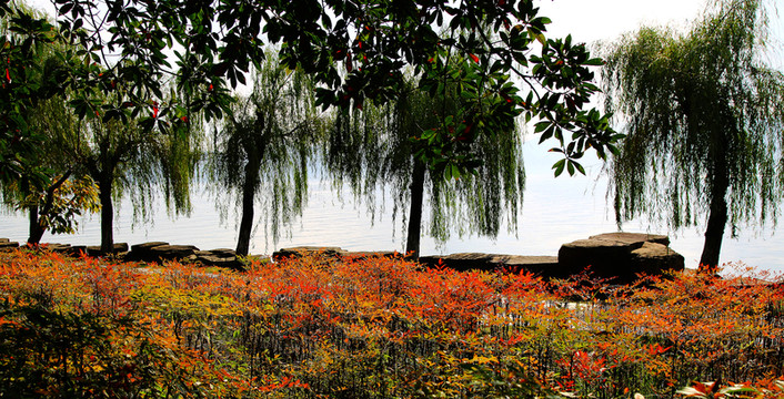 金秋 時(shí)節(jié) 紅葉