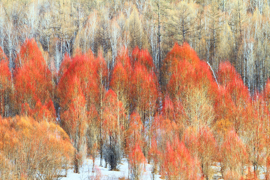 雪原紅柳