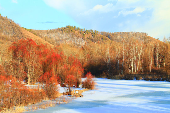 雪原紅柳