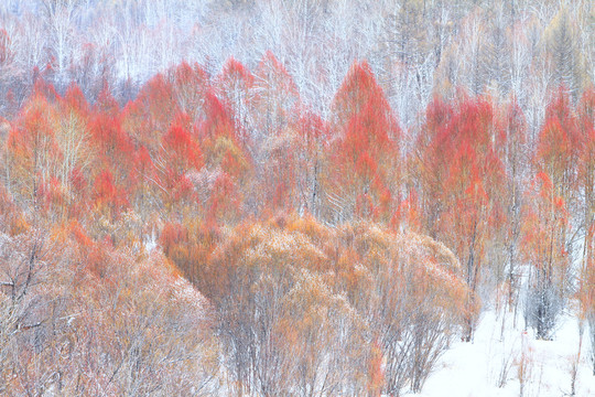 林海雪原紅柳