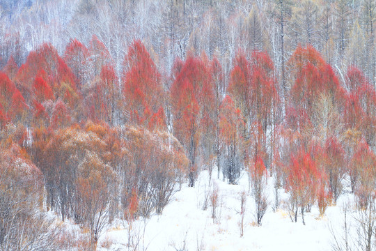紅柳雪景