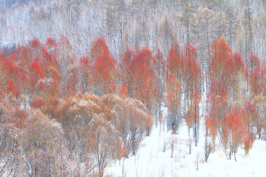 紅柳雪景