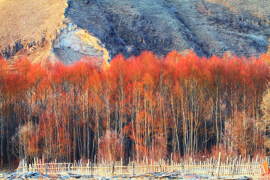 紅柳風(fēng)景