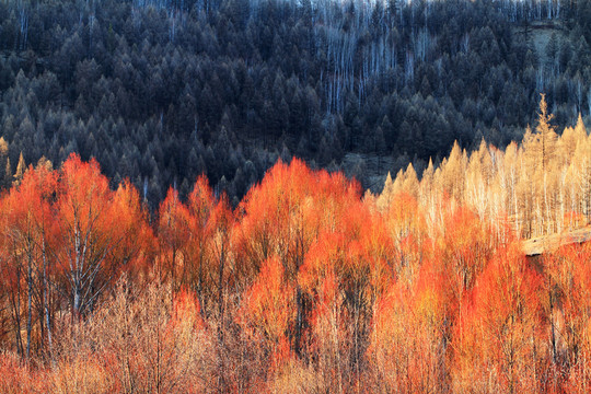 早春的紅柳風景