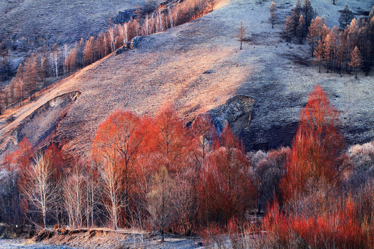 早春紅柳雪景