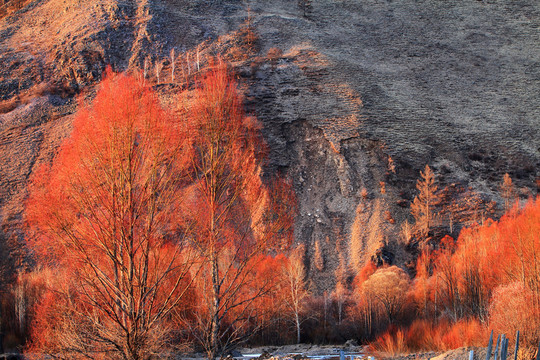 紅柳風(fēng)景