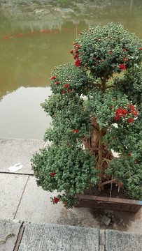 靜翠湖紅鯉