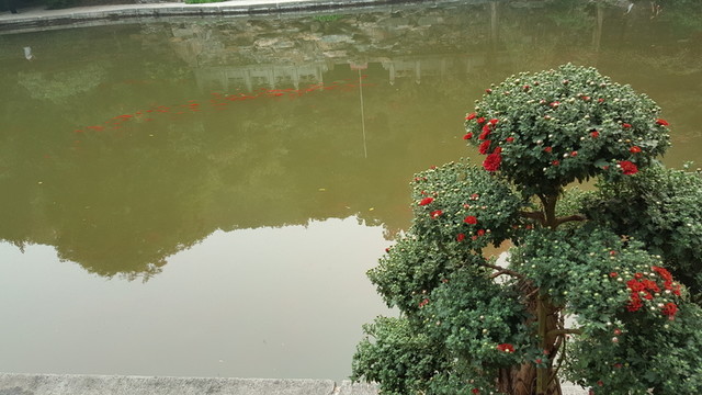 靜翠湖紅鯉