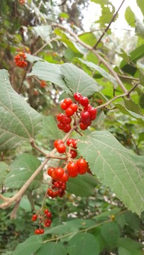 香山自然風(fēng)光