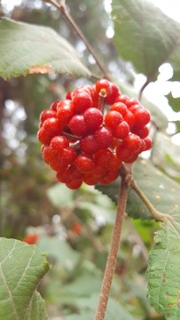 香山自然風(fēng)光