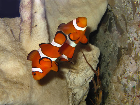 小丑魚