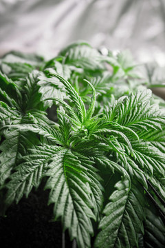 大麻