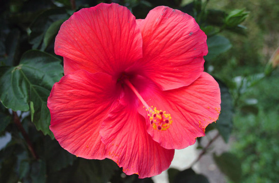 紅芙蓉