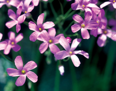 大自然花的細(xì)節(jié)