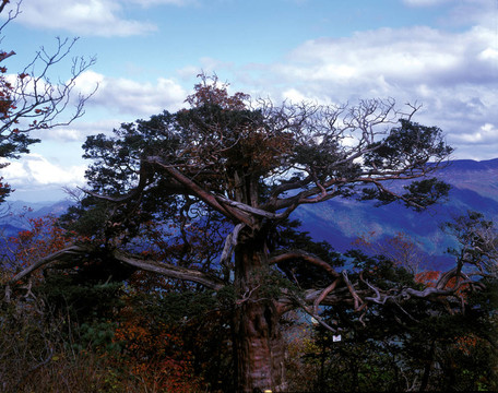 季節(jié)性