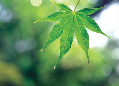季節(jié)性