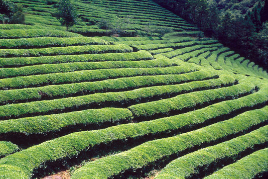 季節(jié)性