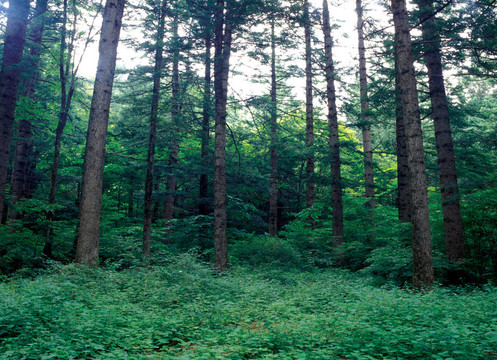 季節(jié)性