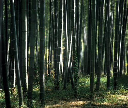 季節(jié)性