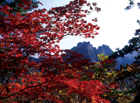 季節(jié)性